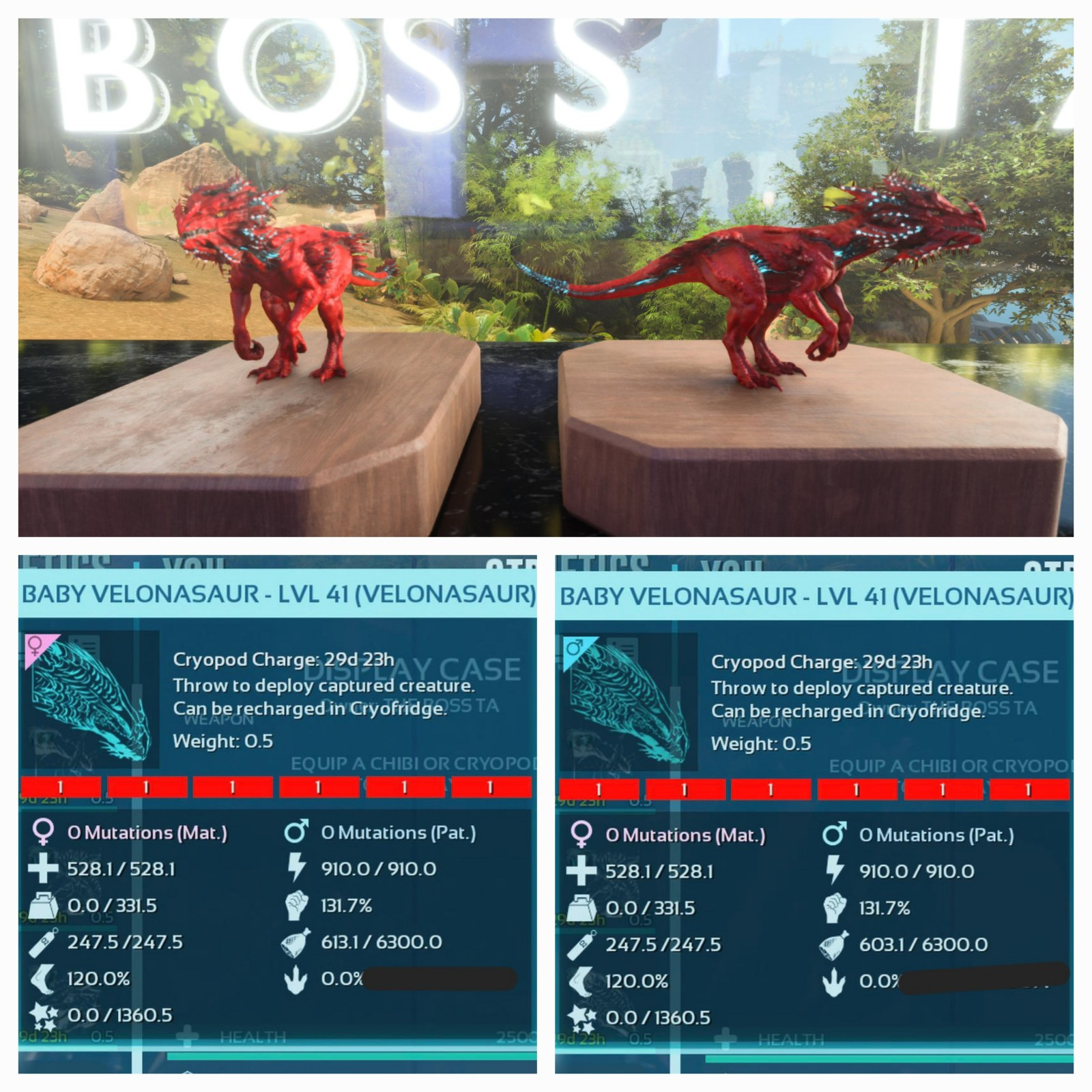 ARK ASA PVE OFFICIAL PAIR BABY VELONASAUR RED ID01 EXTINCTION PC/XBOX/PS5