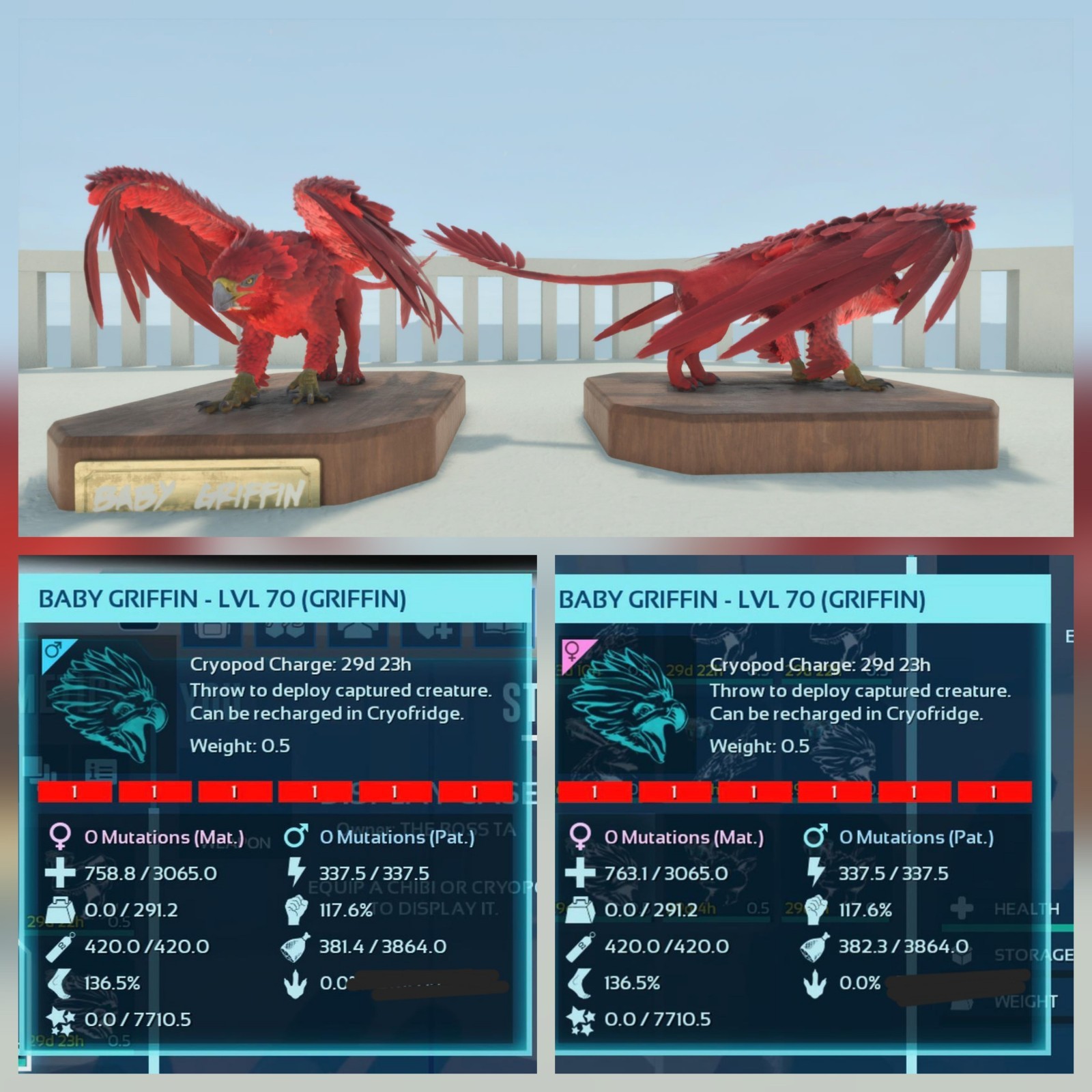 GRIFFIN BABY PAIR FULL RED ID01 ARK ASCENDED PVE PC/XBOX/PS5