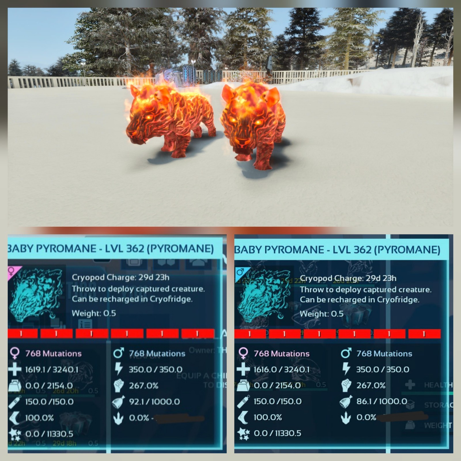 PYROMANE RED ID01 NEW TOP WEIGHT 2154 ,PAIR BABY ARK ASCENDED PVE PC/XBOX/PS5